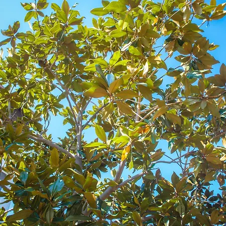 Magnolia Con Giardino Feriehus