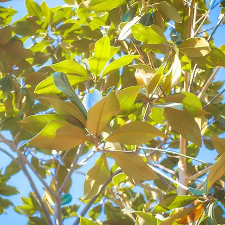 Tatil Evi Magnolia Con Giardino