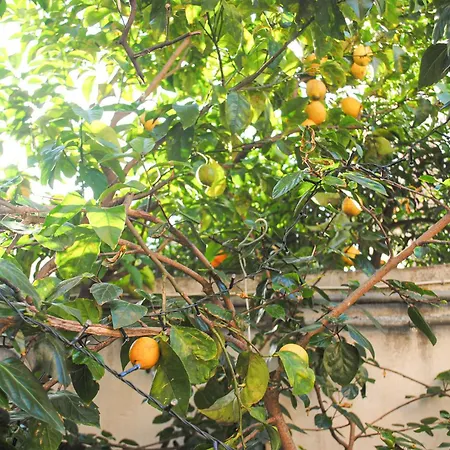 Magnolia Con Giardino 펜션 바리